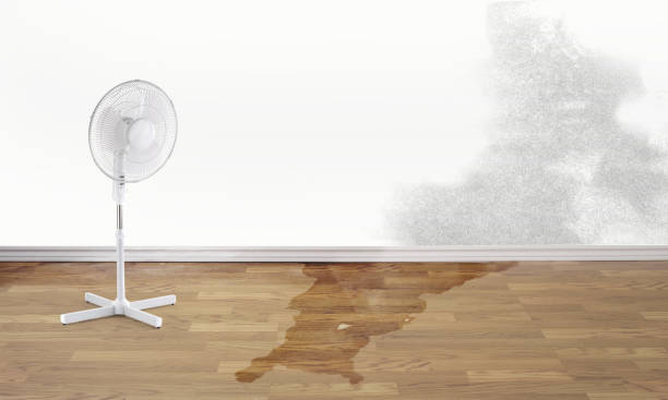 Best Mold removal after water damage  in Leisure Village West, NJ